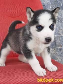 EN ÖZEL Husky (sibirya Kurdu) Yavruları 1