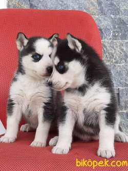 Husky (sibirya Kurdu) Yavruları 2