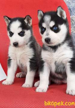Husky (sibirya Kurdu) Yavruları 1