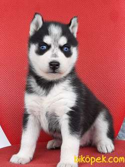Husky (sibirya Kurdu) Yavruları 3