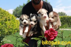 Husky Yaruları 2