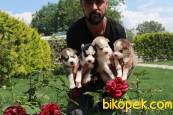 Husky Yaruları 3