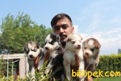 Husky Yaruları 4