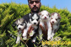 Husky Yaruları 1