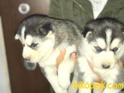 HUSKY YAVRULAR 3