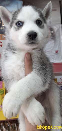 HUSKY YAVRULAR 1