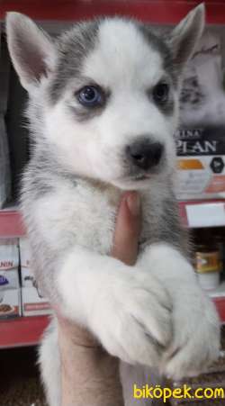 HUSKY YAVRULAR 3