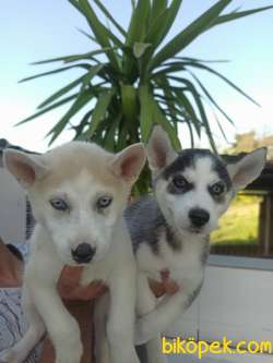 HUSKY YAVRULAR 1