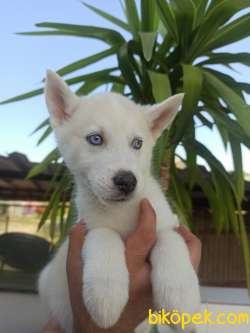 HUSKY YAVRULAR 2