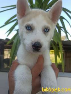 HUSKY YAVRULAR 4