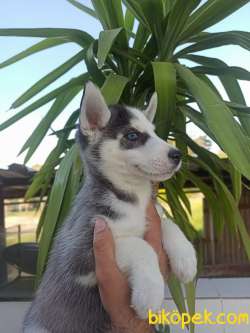HUSKY YAVRULAR 3