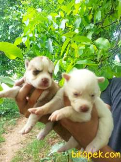 HUSKY YAVRULAR 2