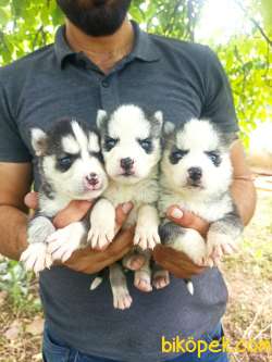 HUSKY YAVRULAR 1