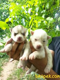 HUSKY YAVRULAR 4