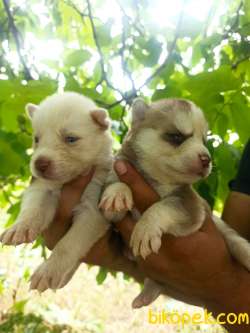 HUSKY YAVRULAR 3