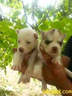 HUSKY YAVRULAR 1