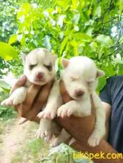 HUSKY YAVRULAR 3