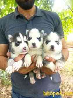 HUSKY YAVRULAR 2