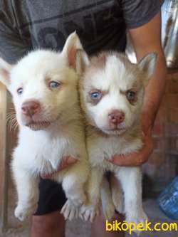 Husky Yavrular 3