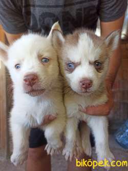 Husky Yavrular 2