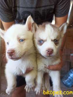 Husky Yavrular 1