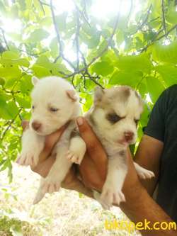HUSKY YAVRULAR 1