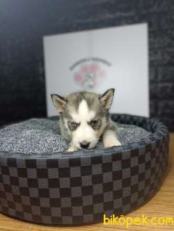 Husky Yavrularımız Evinizin Neşesi Olacaktır 5