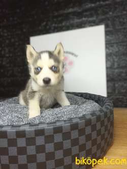 Husky Yavrularımız Evinizin Neşesi Olacaktır