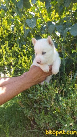 Husky Yavruları 2