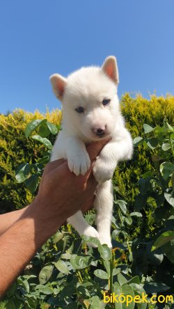 Husky Yavruları 5