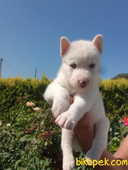 Husky Yavruları 1
