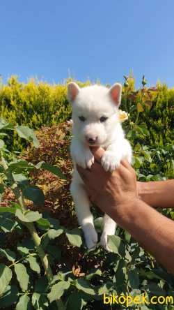 Husky Yavruları 4