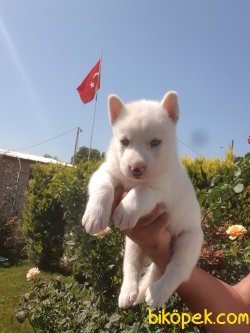 Husky Yavruları 3