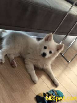 İç Dış Parazit Ve Karma1 Yapıldı Oyuncu Spitz 1