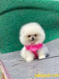 İcardi Pomeranian Yavrular 3