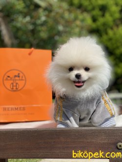 İce Cream Pomeranian Boo Ayı Surar 0 Orjinal 2