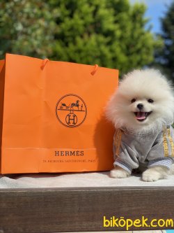 İce Cream Pomeranian Boo Ayı Surar 0 Orjinal 4