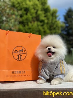 İce Cream Pomeranian Boo Ayı Surar 0 Orjinal 1