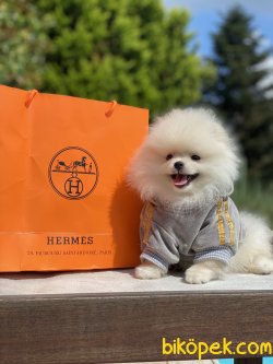 İce Cream Pomeranian Boo Ayı Surar 0 Orjinal 3