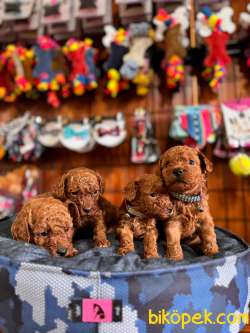 İddialıyız Türkiye’nin En Güzel Toy Poodle Yavruları 5