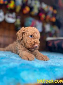 İddialıyız Türkiye’nin En Güzel Toy Poodle Yavruları 3