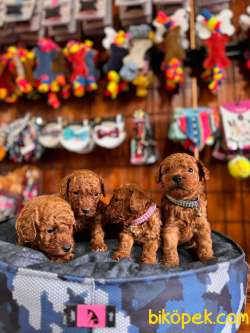 İddialıyız Türkiye’nin En Güzel Toy Poodle Yavruları 5