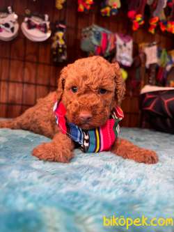 İddialıyız Türkiye’nin En Güzel Toy Poodle Yavruları 1