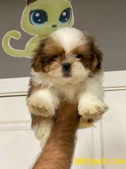 İki Adet A Kalite ShihTzu Erkek Bebeklerim 3