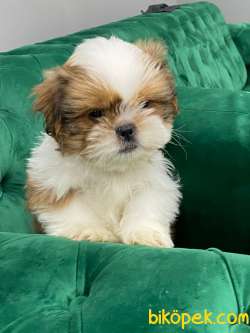 İki Adet A Kalite ShihTzu Erkek Bebeklerim 5