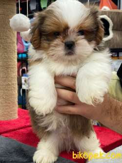 İki Adet A Kalite ShihTzu Erkek Bebeklerim 4