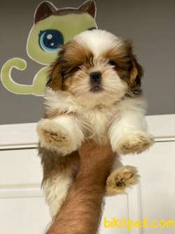 İki Adet A Kalite ShihTzu Erkek Bebeklerim 1