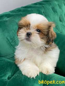 İki Adet A Kalite ShihTzu Erkek Bebeklerim 2