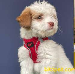 İki Adet Dişi Maltipoo Yavrularımız Sizlerle 3