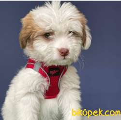 İki Adet Dişi Maltipoo Yavrularımız Sizlerle 1